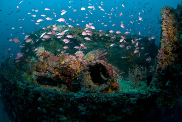  Meeresboden mit rosa Fischen 